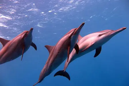 Dolphin Reef